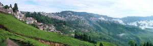 450px-Darjeeling
